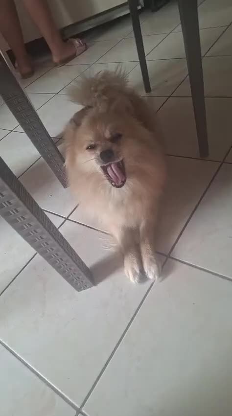 Volpino Pomerania cani in vendita: Brandy, volpino di 2 anni e mezzo a Provincia di Cosenza - Video 2