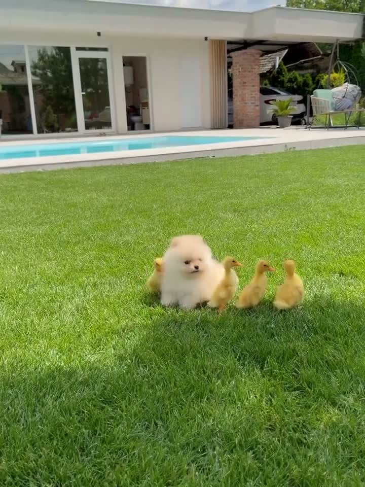 Volpino Pomerania cani in vendita: Volpini spitz pomerania toy - Video 2