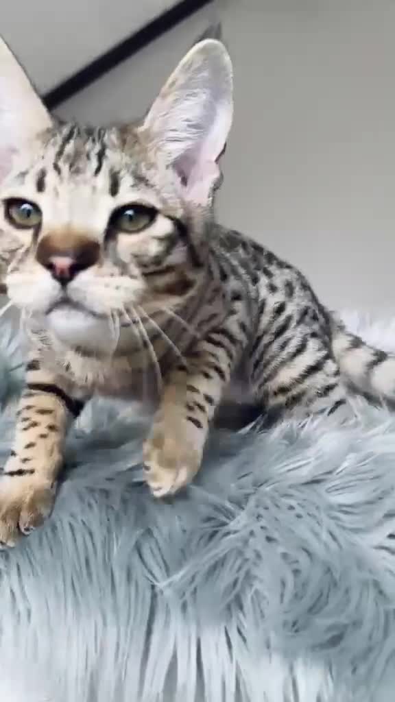 Savannah gatti in vendita: Splendidi cuccioli di gatto Savannah – 4 mesi  - Video 4