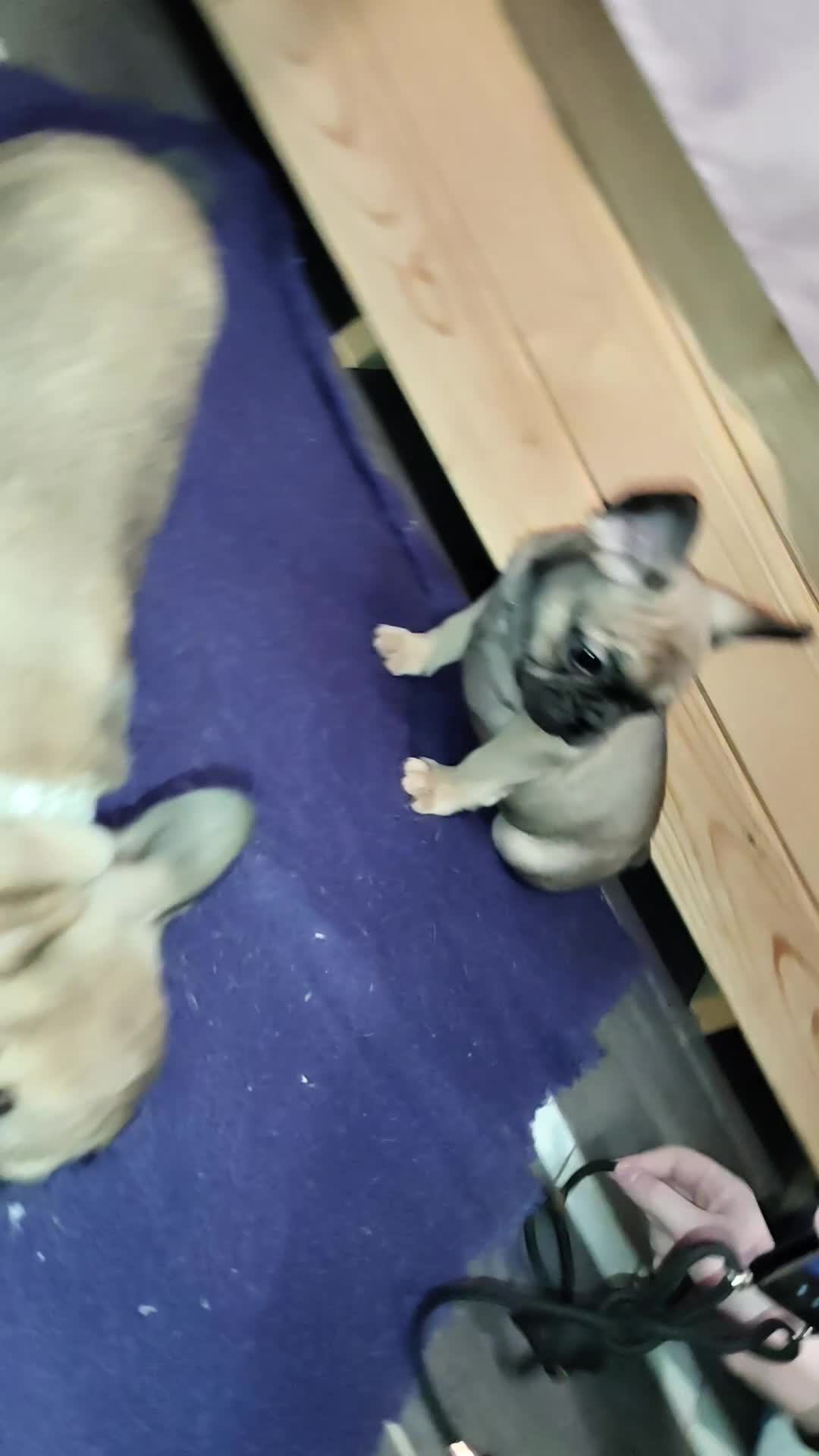 Bulldog Francese cani in vendita: Ultima cucciola di Bulldog francese  - Video 2