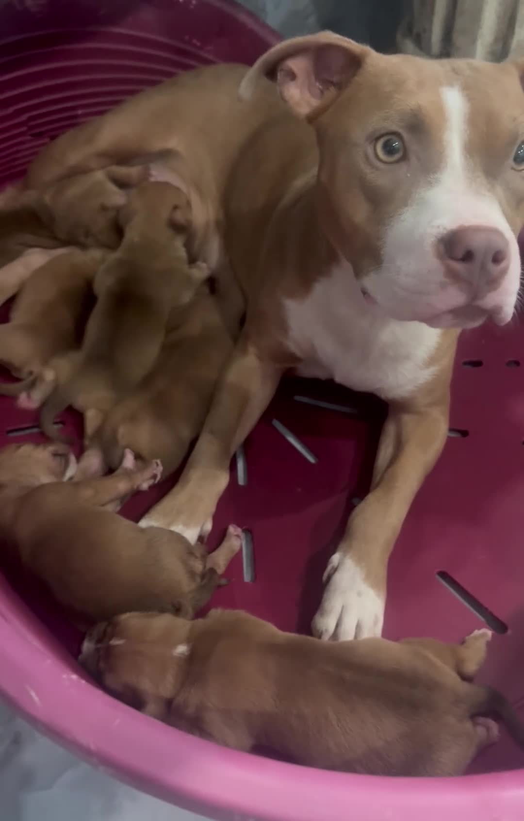 Pitbull cani in vendita: American Pit bull terrier UKC - Video 1