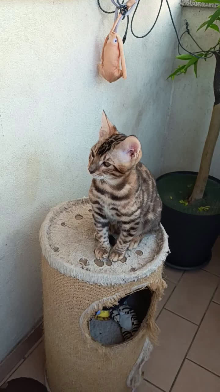 Bengala gatti in vendita: Dolcissimo maschietto di una stupenda colorazione  - Video 1