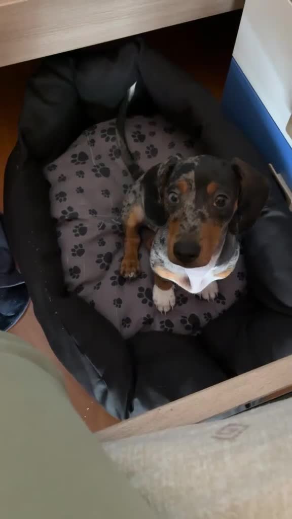 Bassotto cani per accoppiamento: Bassotto arlecchino  - Video 1