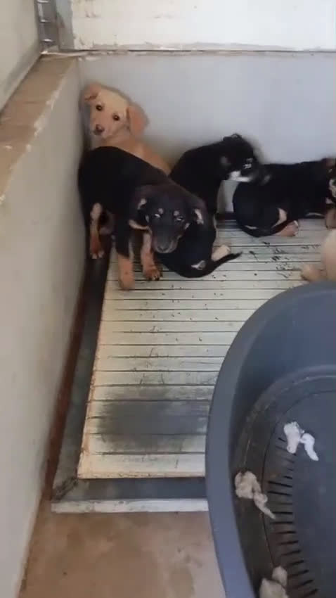 Meticcio cani in regalo: Cinque cuccioli in adozione!  - Video 1