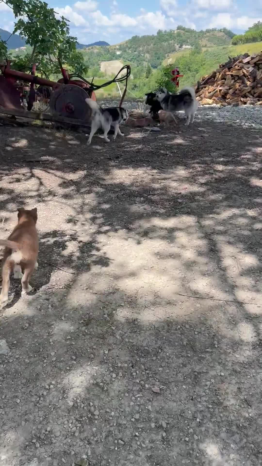 Husky cani in vendita: Cucciolo Red solid occhio azzurro - Video 2
