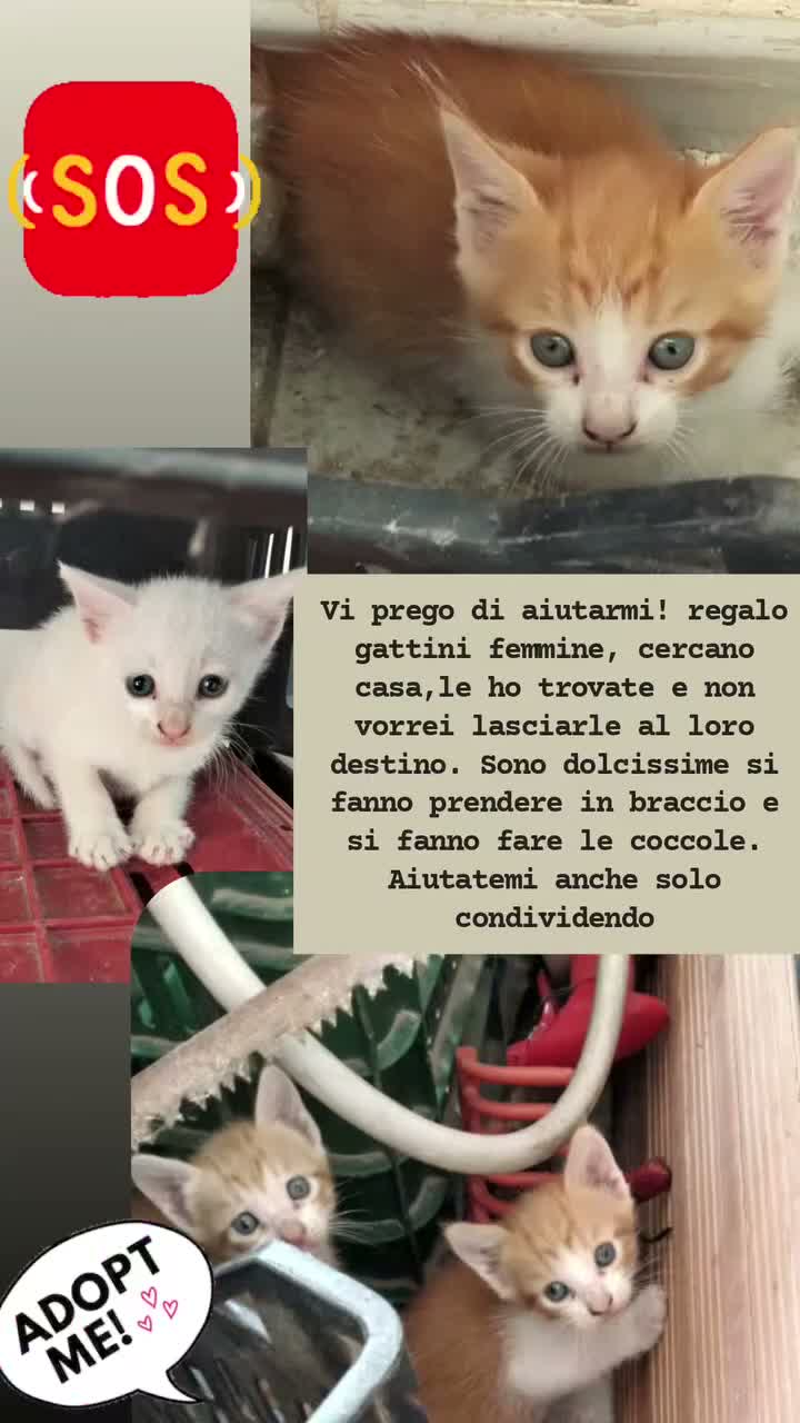 Altre razze gatti in regalo: REGALO questi 3 gattini  a Libero consorzio comunale di Ragusa - Video 1