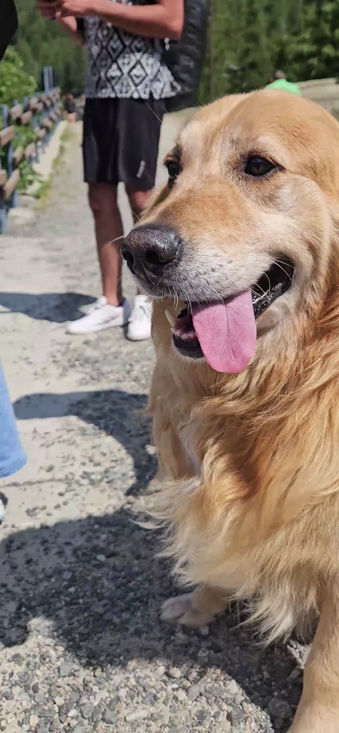 Golden Retriever cani per accoppiamento: Golden retriever per monta  - Video 1