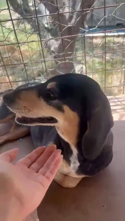 Meticcio cani in regalo: fatevi rapire dalla dolcezza di Giulia - Video 3