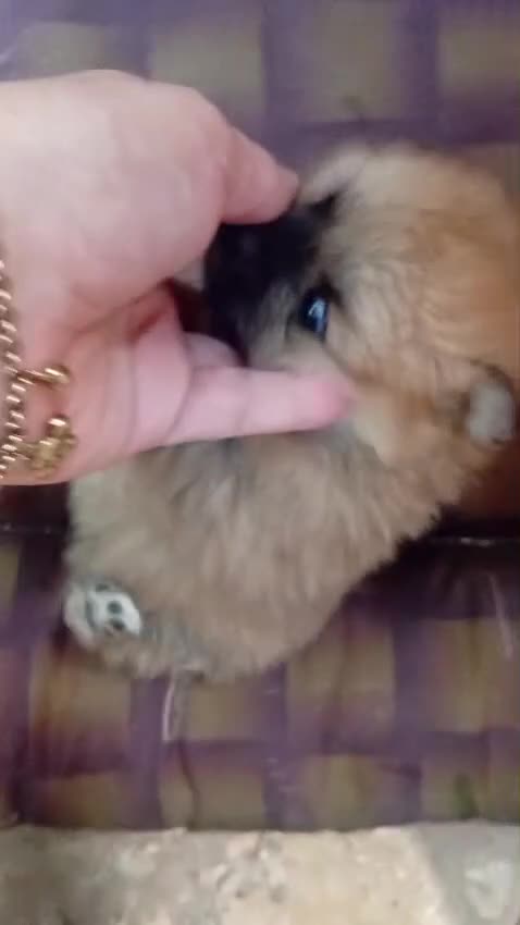 Volpino Pomerania cani in vendita: Pomerania in vendita  - Video 1