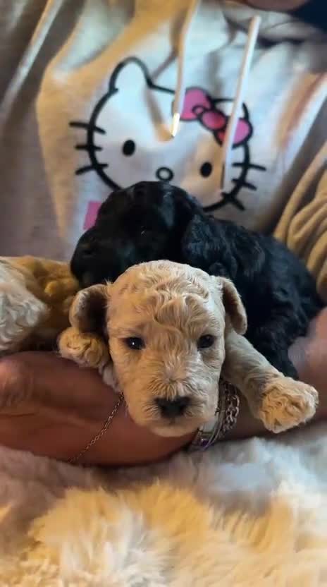 Barboncino Toy cani in vendita: Barboncini - Video 1