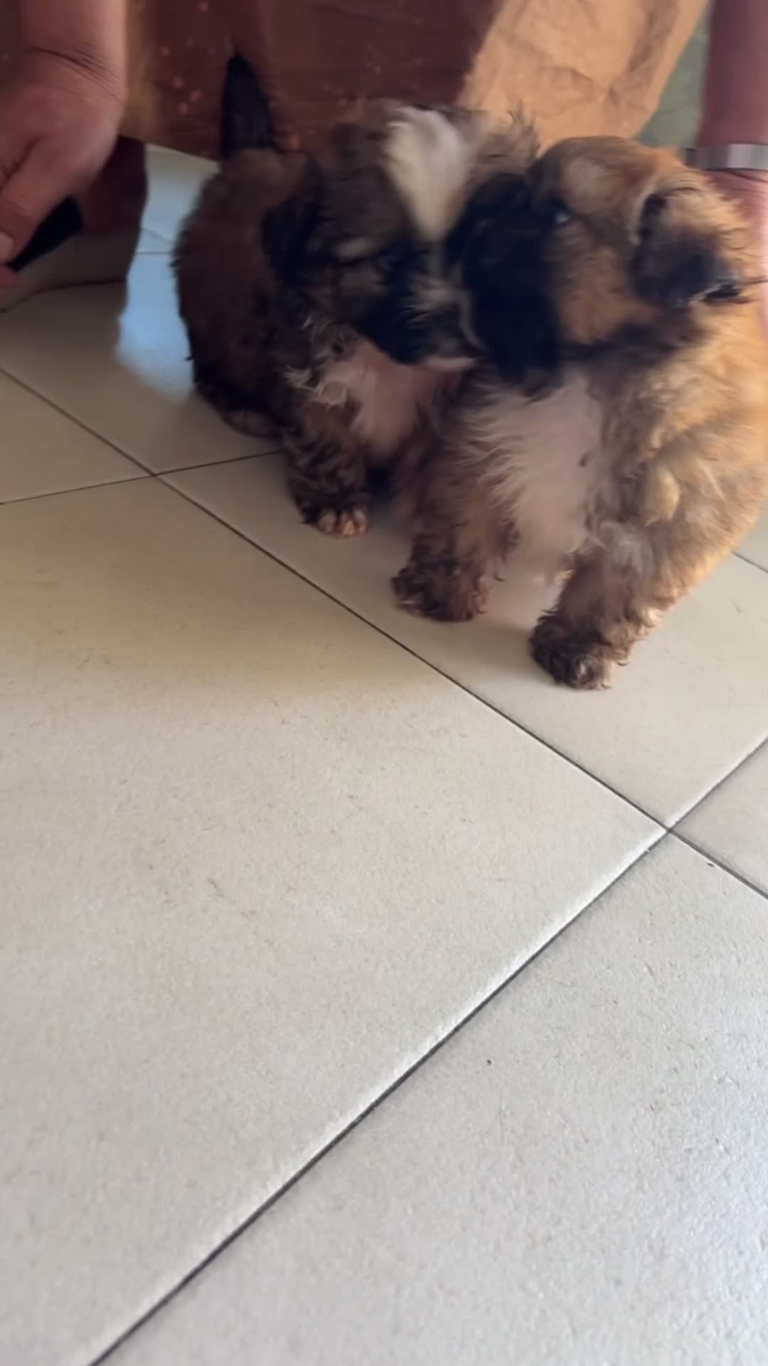 Meticcio cani in vendita: Vendo cani  a Provincia di Prato - Video 1