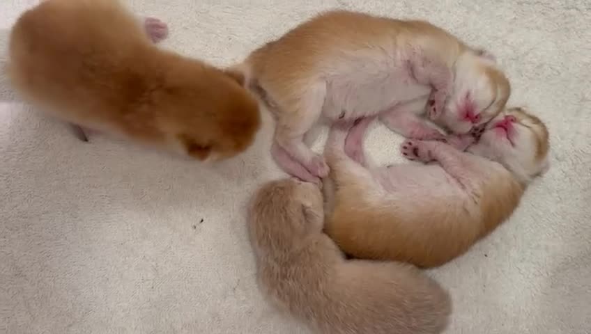 British gatti in vendita: British Shorthair golden chell  - Video 2