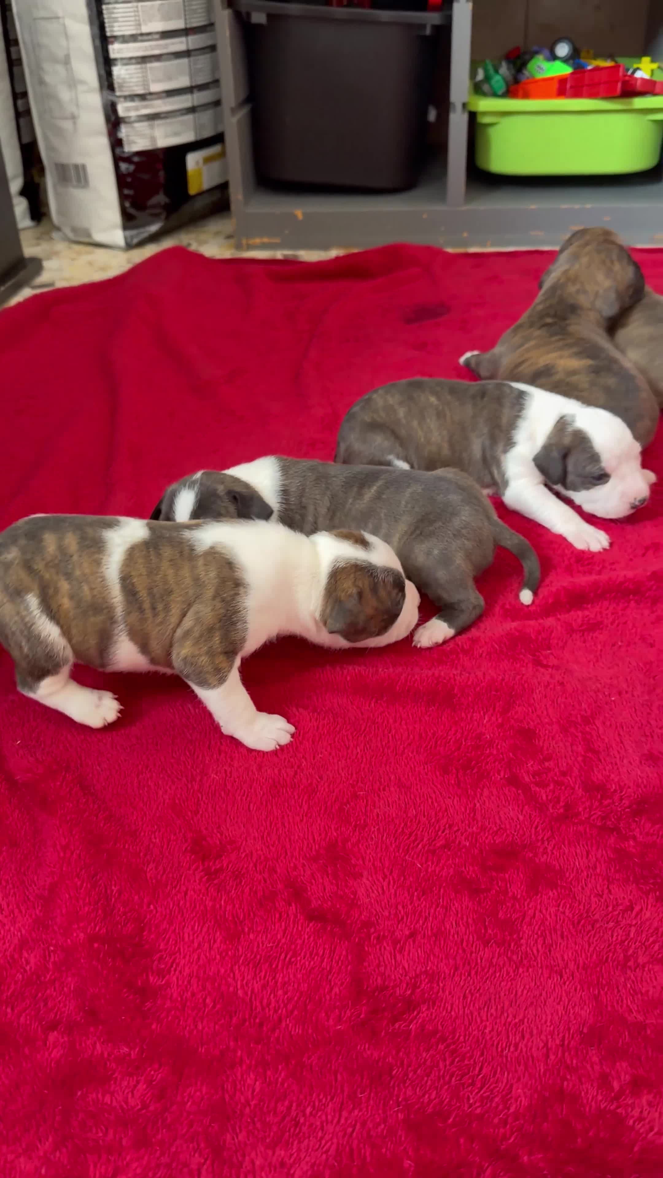 American Staffordshire cani in vendita: Cuccioli Amstaff  - Video 1