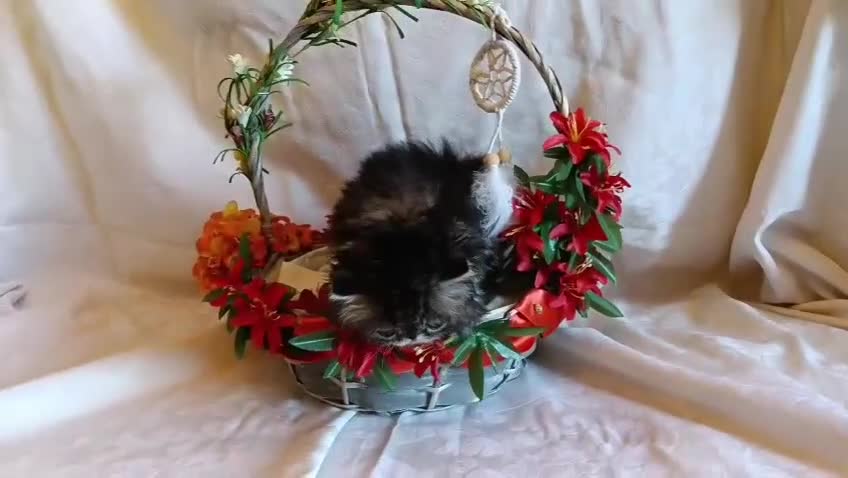 Persiano gatti in vendita: Splendido maschietto persiano a Provincia di Pisa - Video 1