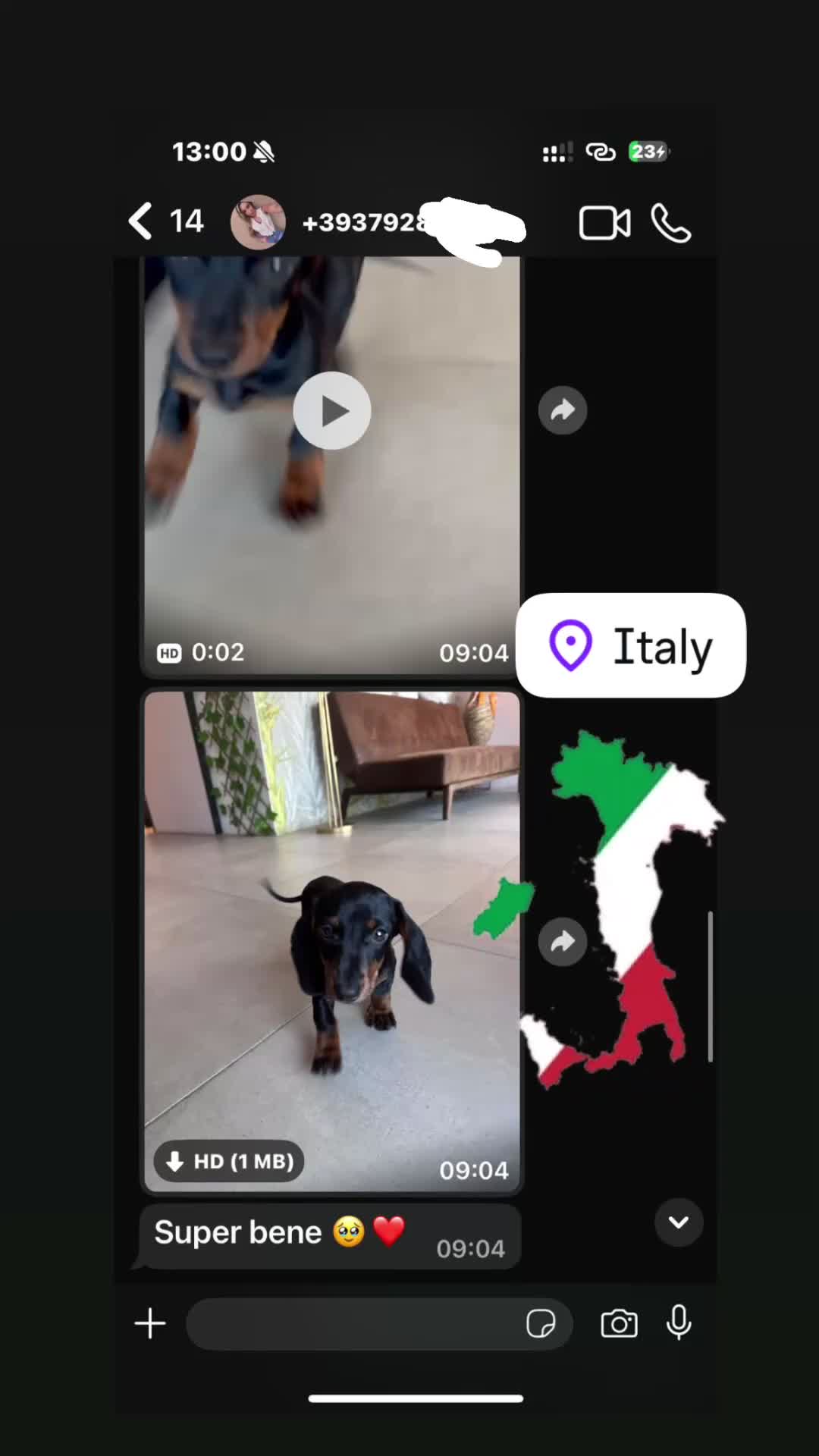Bassotto cani in vendita:  Bassotto Nano (Blue and tan) - Video 1