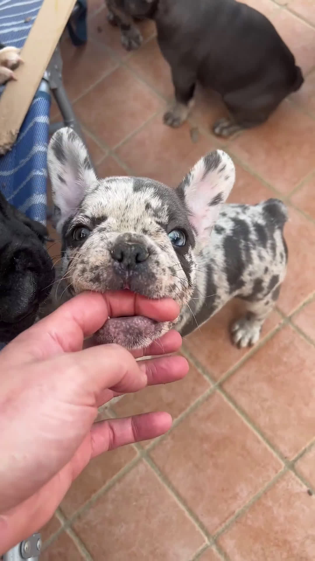 Bulldog Francese cani in vendita: Bulldog francese - Video 1