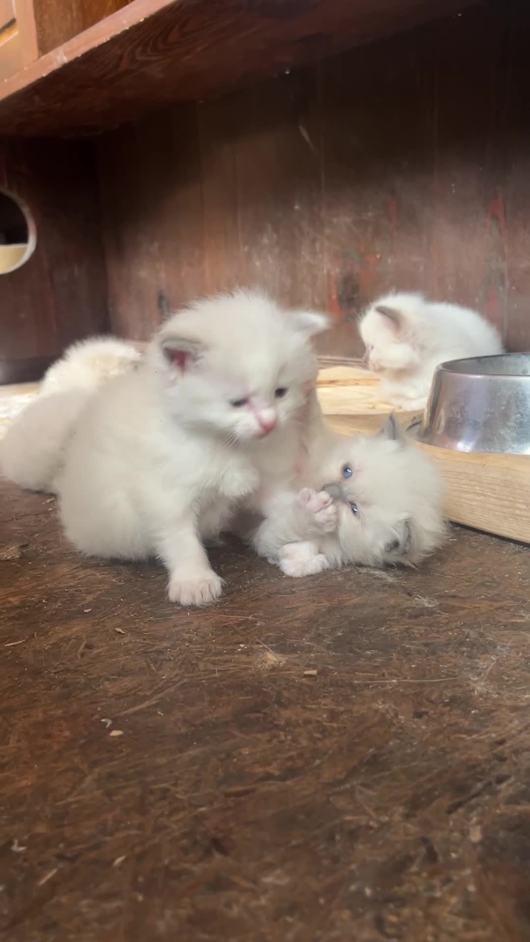 Ragdoll gatti in vendita: Ragdoll cuccioli con pedigree  - Video 1