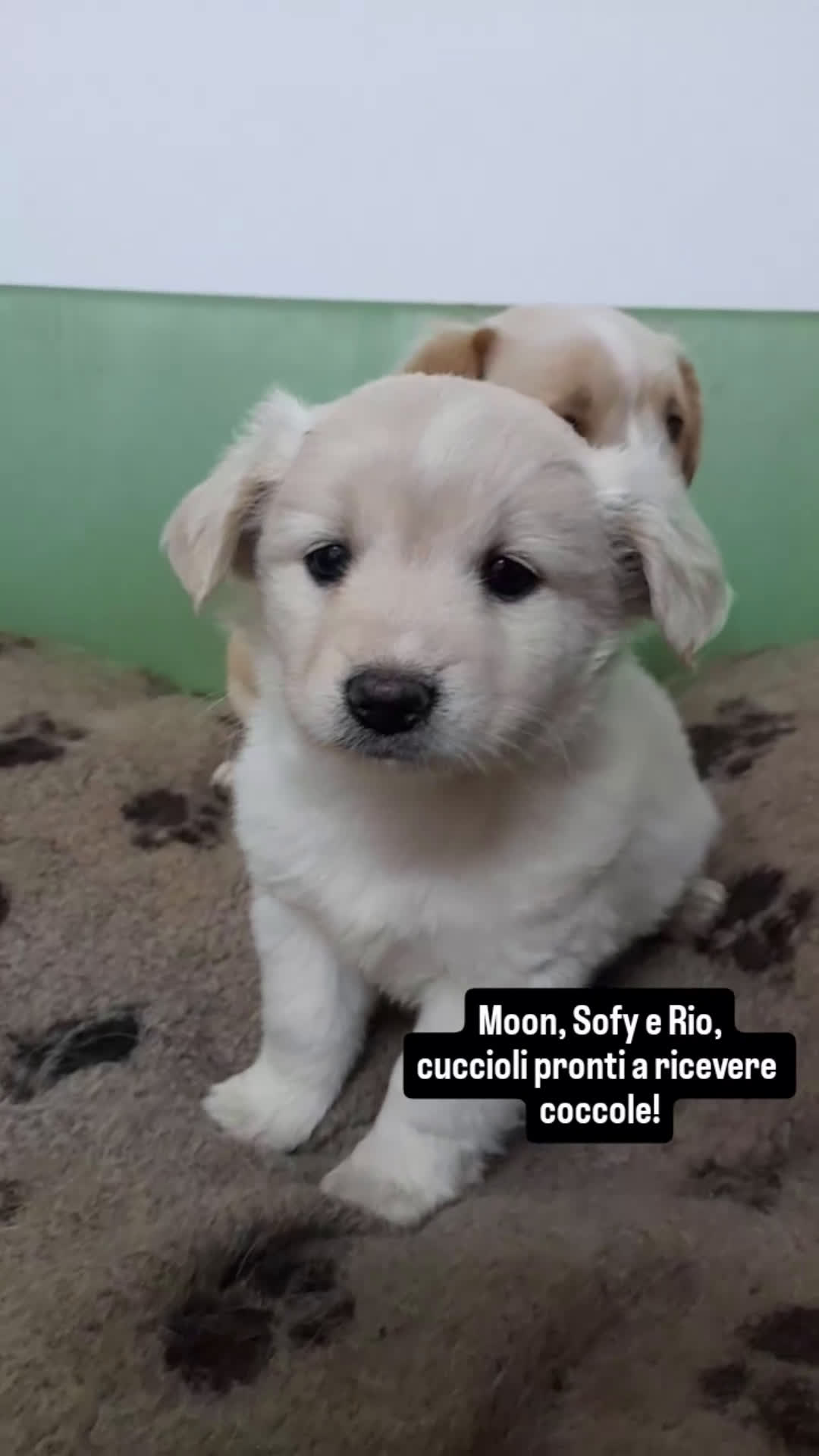 Meticcio cani in regalo: Sofy e Rio, dolcissimi cuccioli in adozione - Video 1