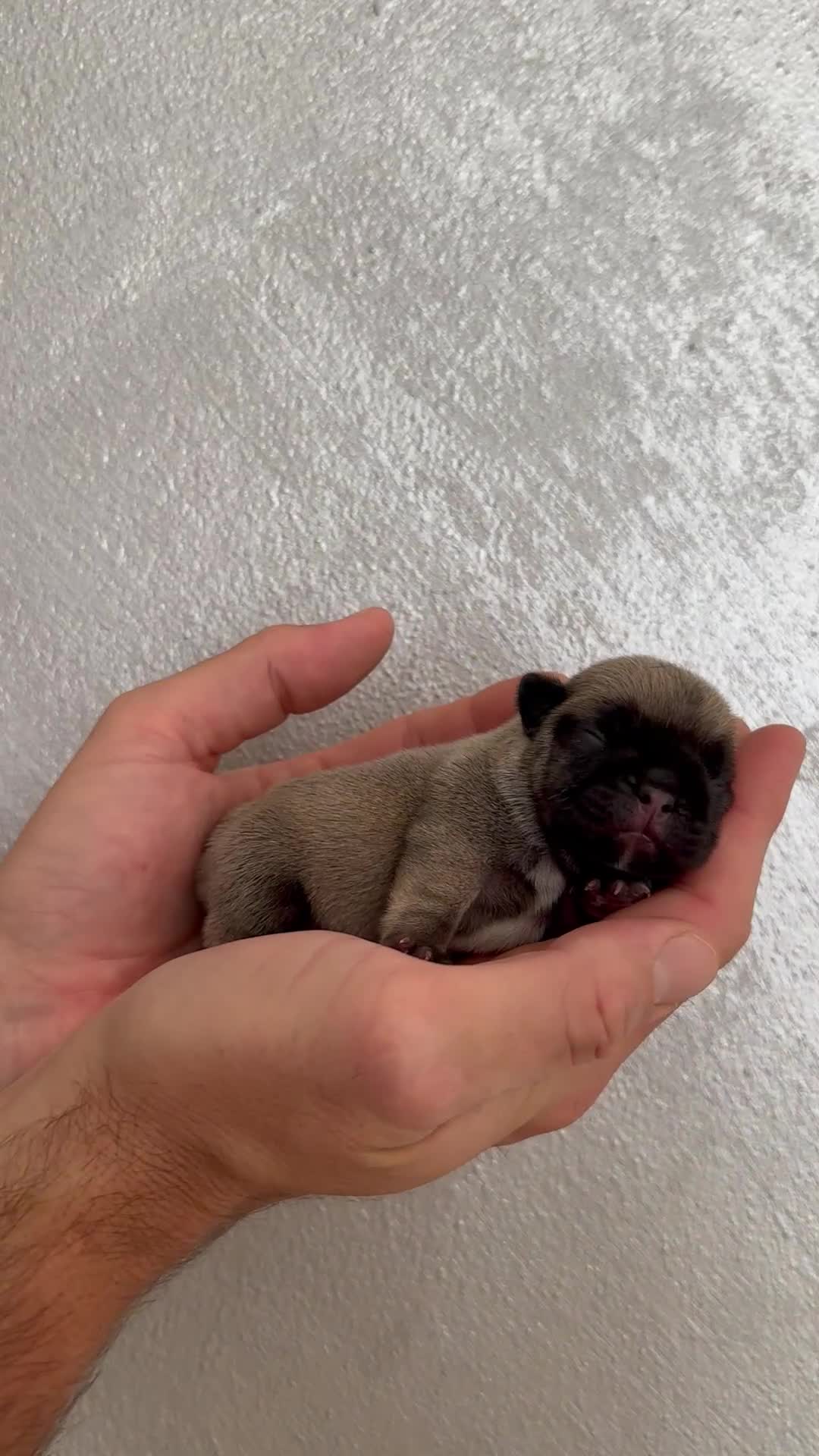 Bulldog Francese cani in vendita: Bulldog francesi a Provincia di Bergamo - Video 4
