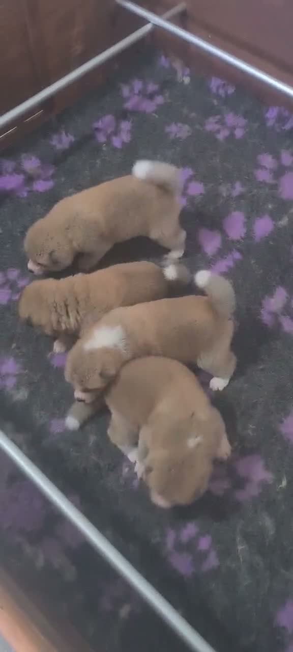 Akita Inu cani in vendita: ULTIMO MASCHIETTO DI AKITA DISPONIBILE LOMBARDIA - Video 3