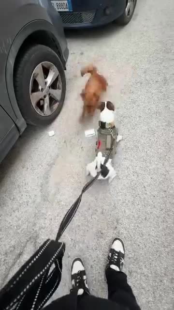 Meticcio cani in regalo: Paco simil jack russel! (5 anni)  - Video 1