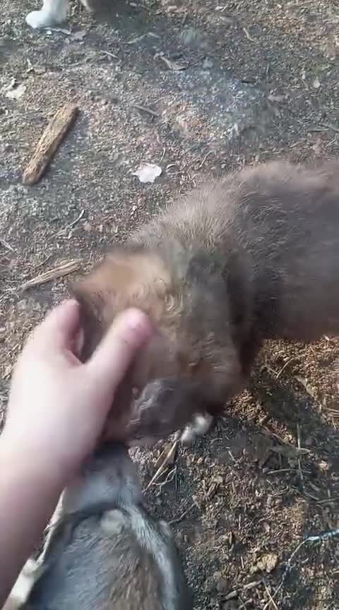 Pastore Asia Centrale cani in vendita: Cuccioli Cane da Pastore dell'Asia Centrale - Video 4