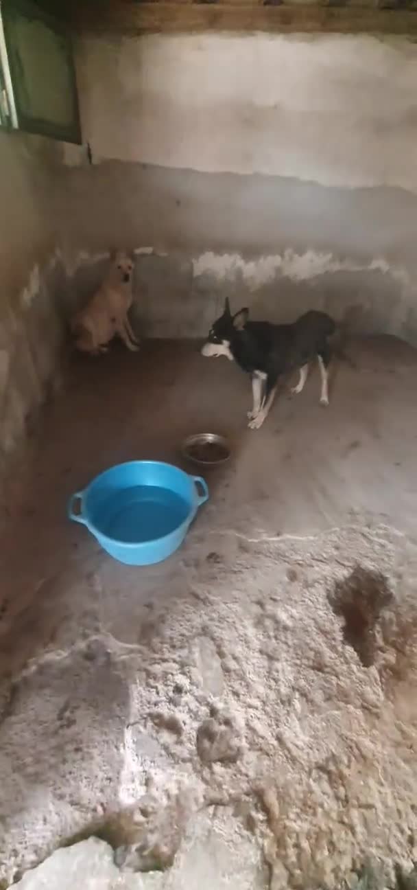 Meticcio cani in regalo: Biondo in Canile - Video 1