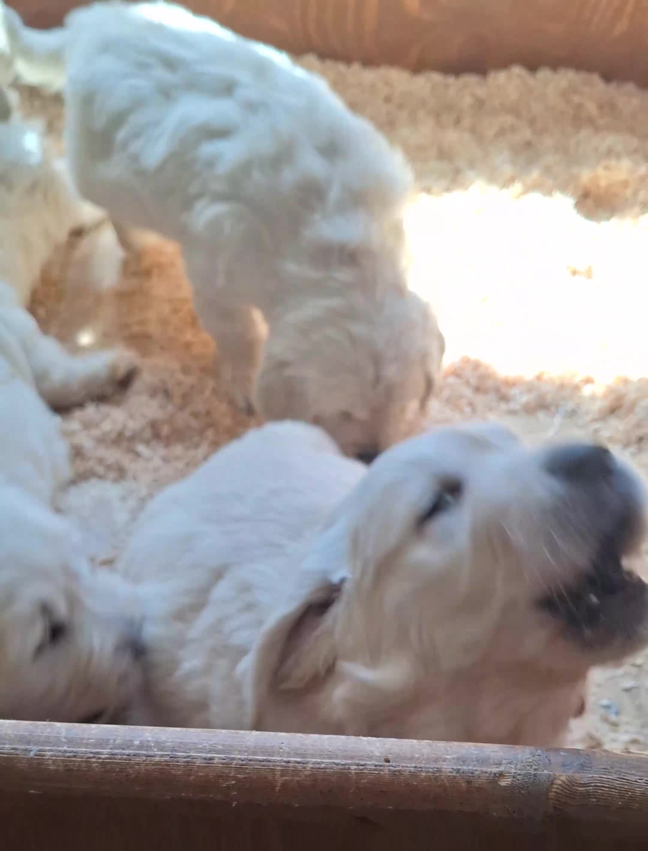 Golden Retriever cani in vendita: Golden Retriever linea inglese - Video 1