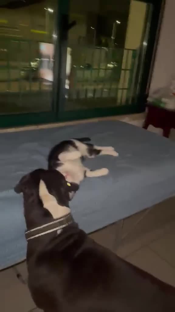 Meticcio cani in regalo: Roy e Mesh Mesh, una adozione di coppia - Video 2
