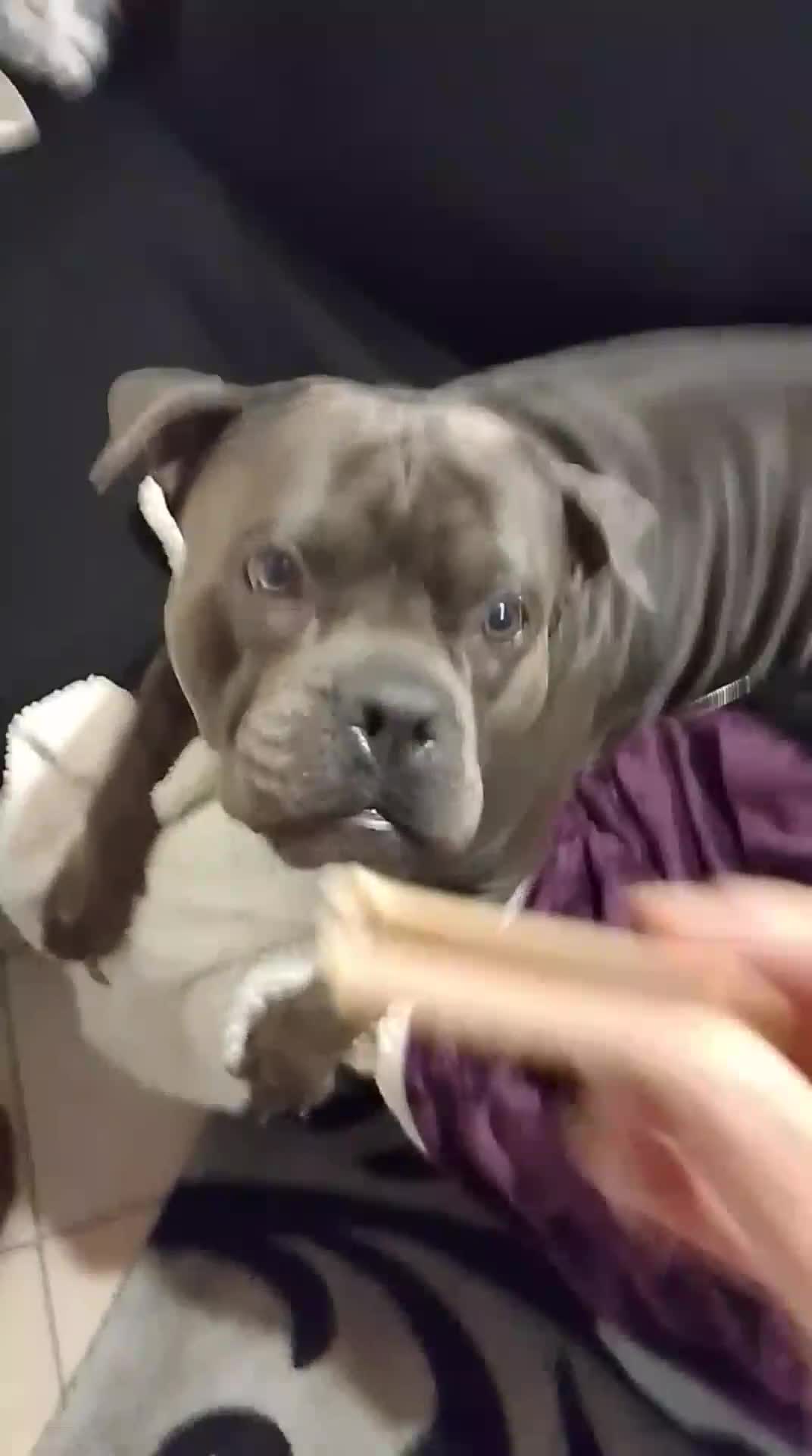 American Bully cani in regalo: REGALO American bully - Video 1