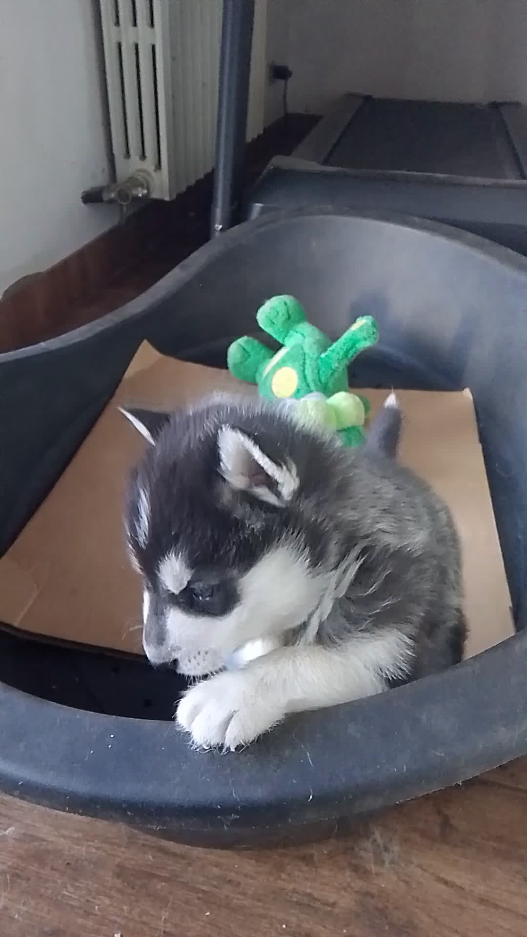 Husky cani in vendita: Cucciolo di siberian husky  - Video 3