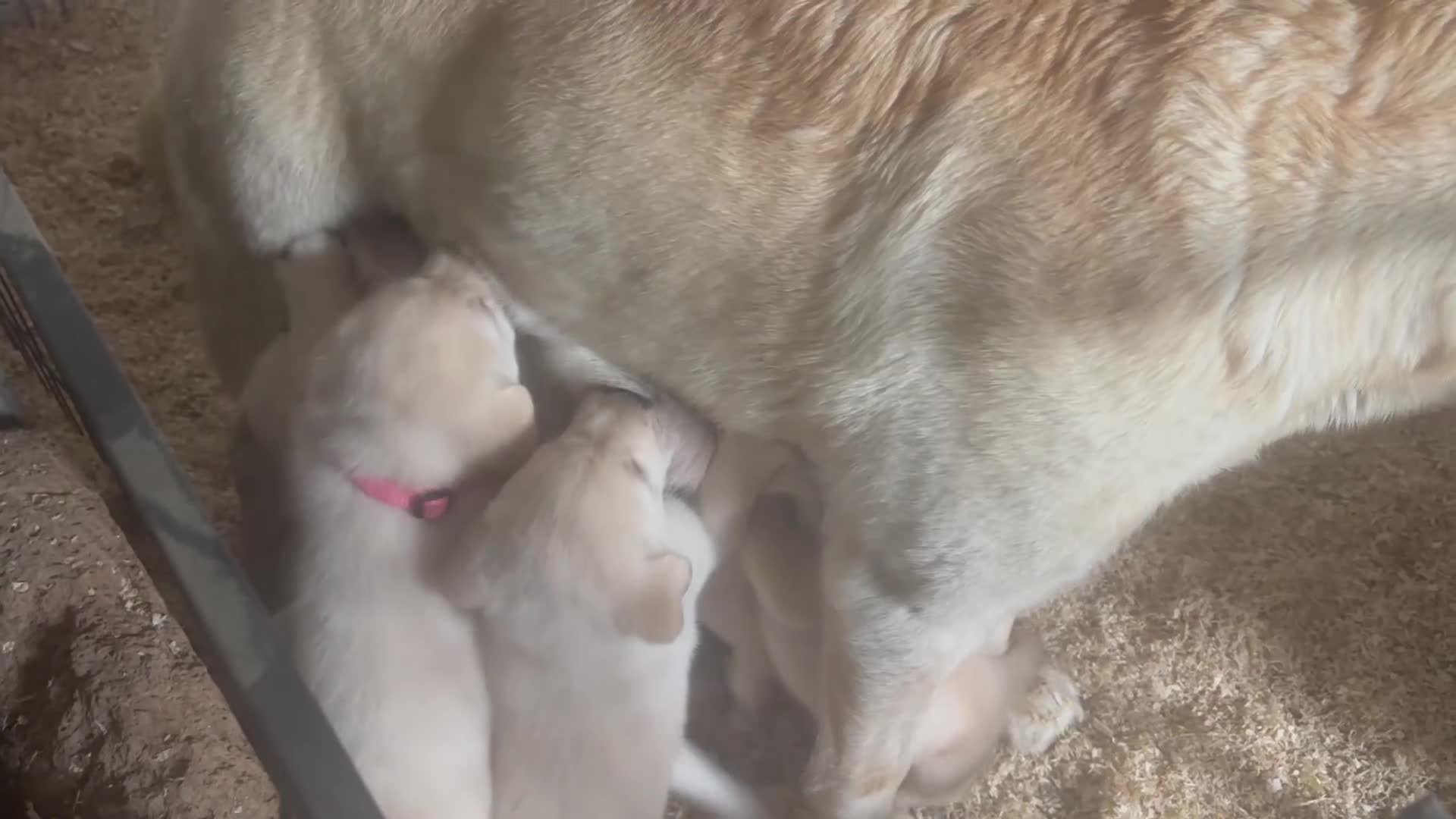 Labrador cani in vendita: Nuova cucciolata nata il 8/3/26 a Provincia di Rieti - Video 3