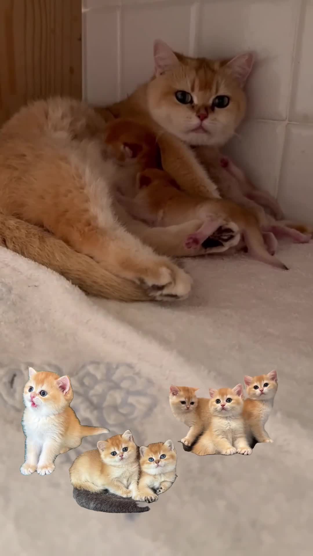 British gatti in vendita: British Shorthair golden chell  - Video 1