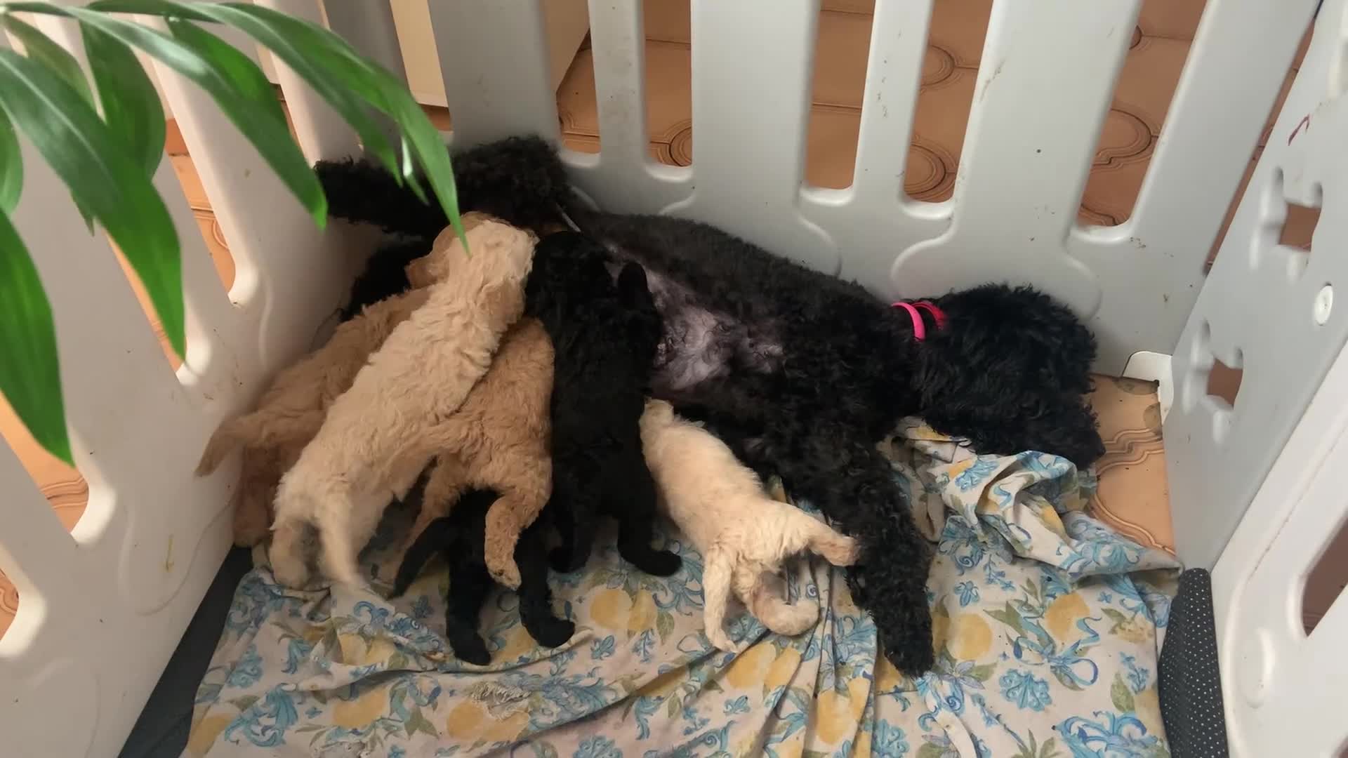 Barboncino cani in vendita: Barboncini nani cercano famiglia! - Video 1
