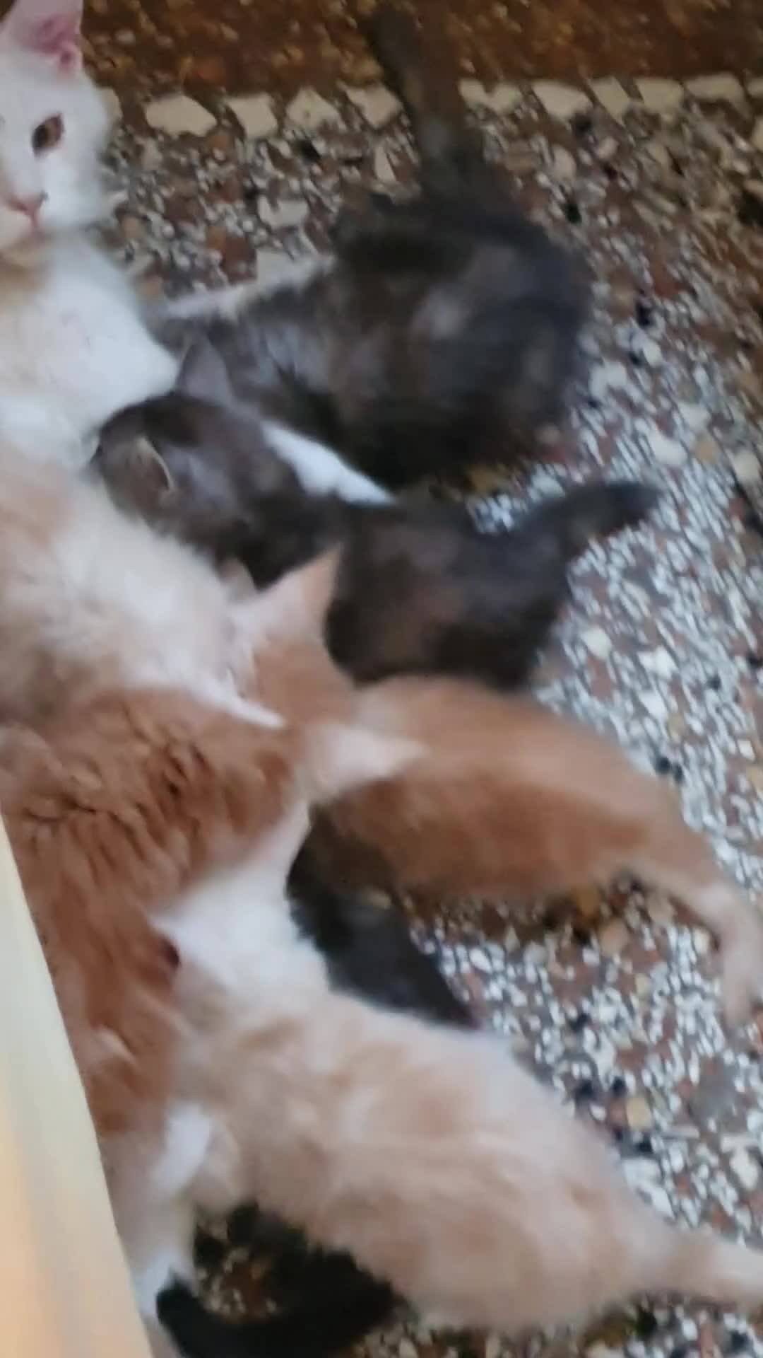 Maine Coon gatti in vendita: MAINE COON  - Video 3