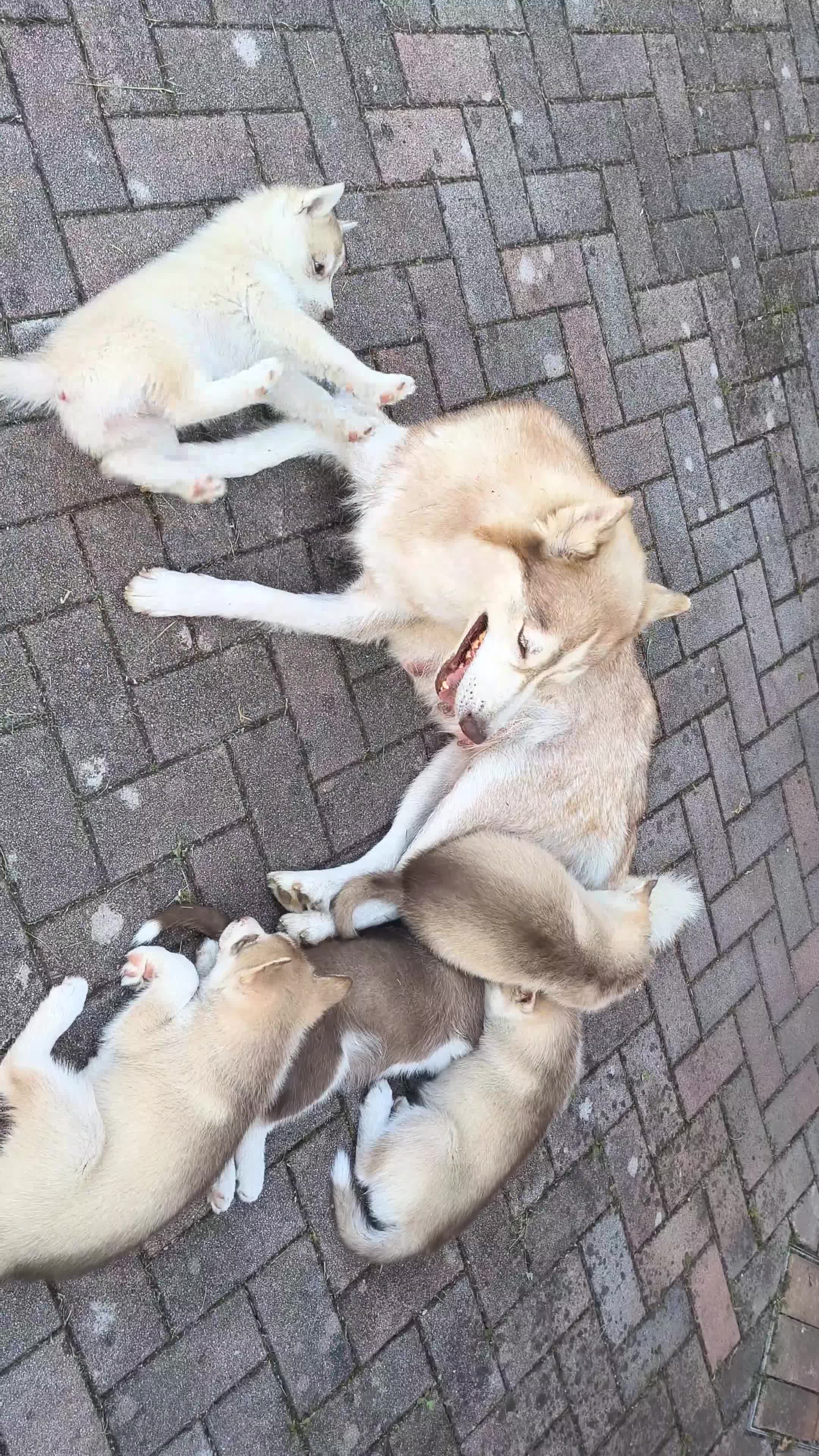 Husky cani in vendita: Cuccioli Siberian Husky  a Provincia di Bergamo - Video 1