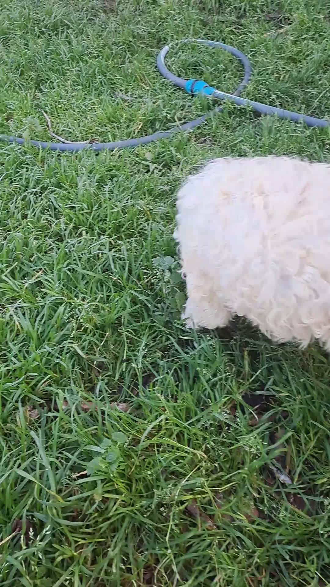 Lagotto cani in vendita: Cuccioli di Lagotto Romagnolo  - Video 1