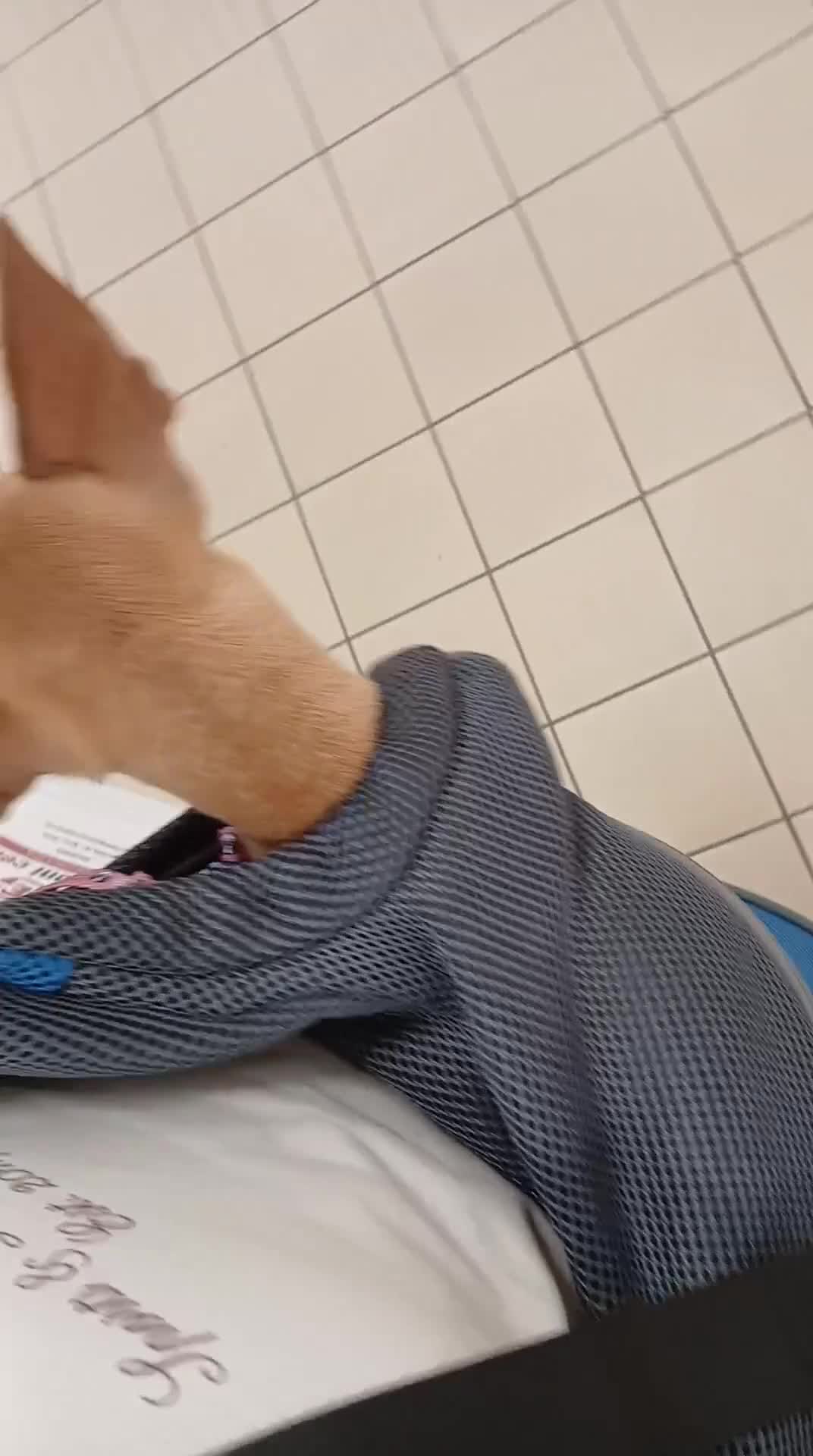 Chihuahua cani in vendita: Chihuahua bellissimi e dolcissimi - Video 1