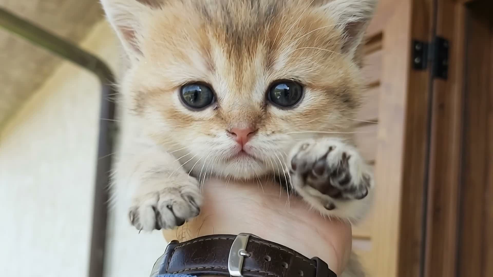 British gatti in vendita:  Cuccioli British Shorthair con pedigree  a Provincia di Cuneo - Video 1