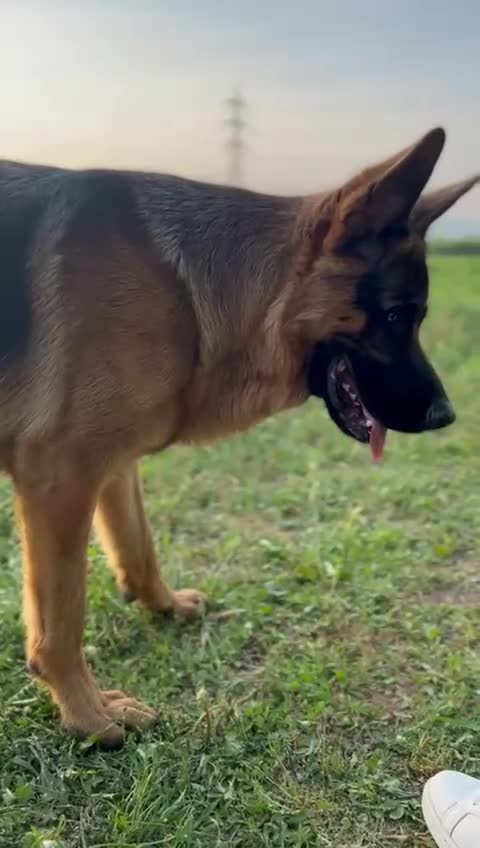 Pastore Tedesco cani in regalo: Do in regalo un bellissimo pastore tedesco  - Video 2