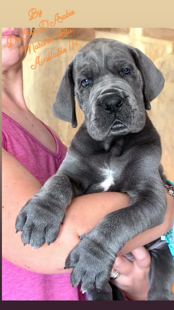 Alano cani in vendita: Cuccioli Alani Blu - Video 1