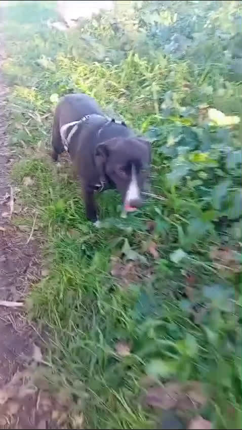 Meticcio cani in regalo: ALMA giovanissima dolce coccolona! - Video 1