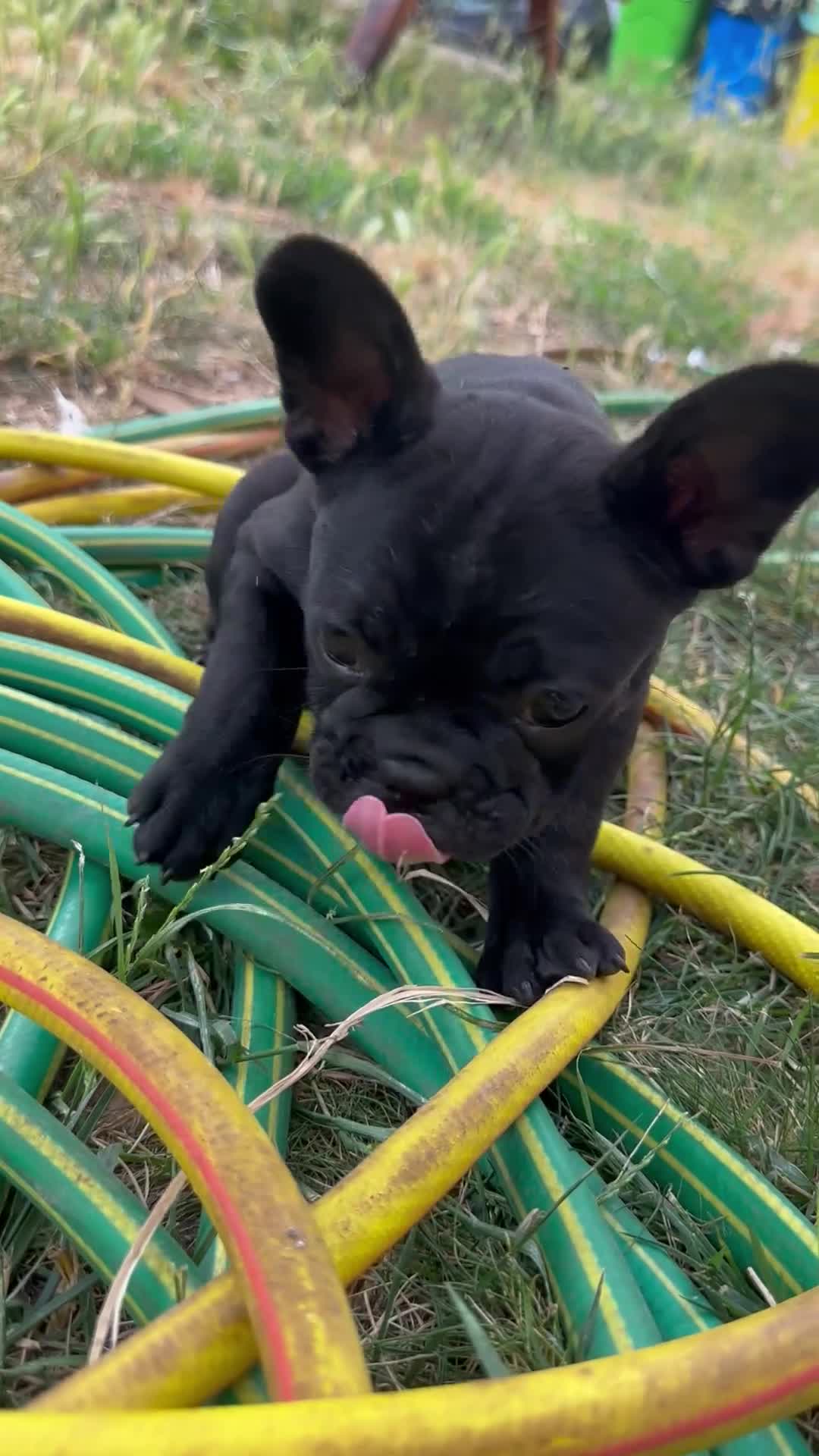 Bulldog Francese cani in vendita: bulldog francese nero cani animali  - Video 1