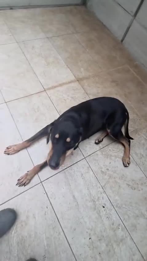 Meticcio cani in regalo: Skylar, una splendida mix segugio - Video 2