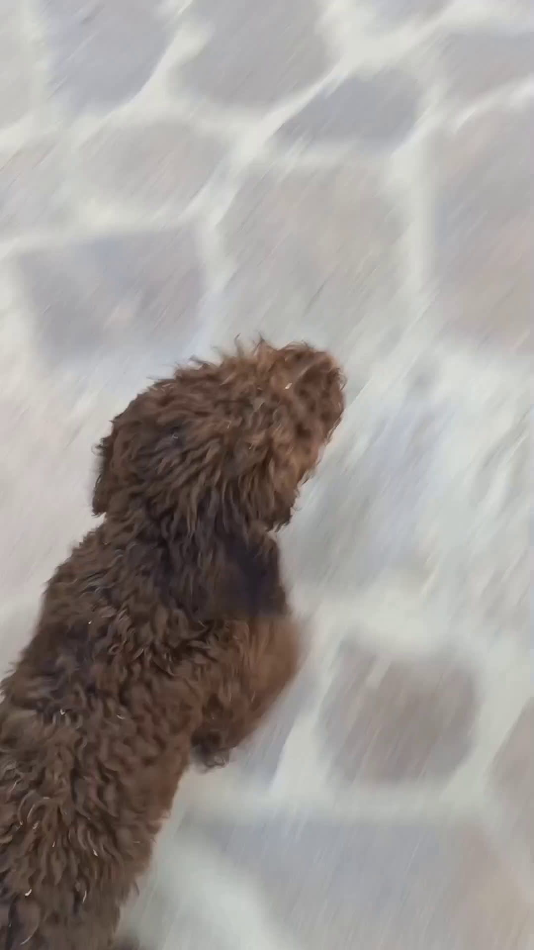 Lagotto cani in vendita: Cucciola di Lagotto Romagnolo con Pedigree  a Provincia di Chieti - Video 4
