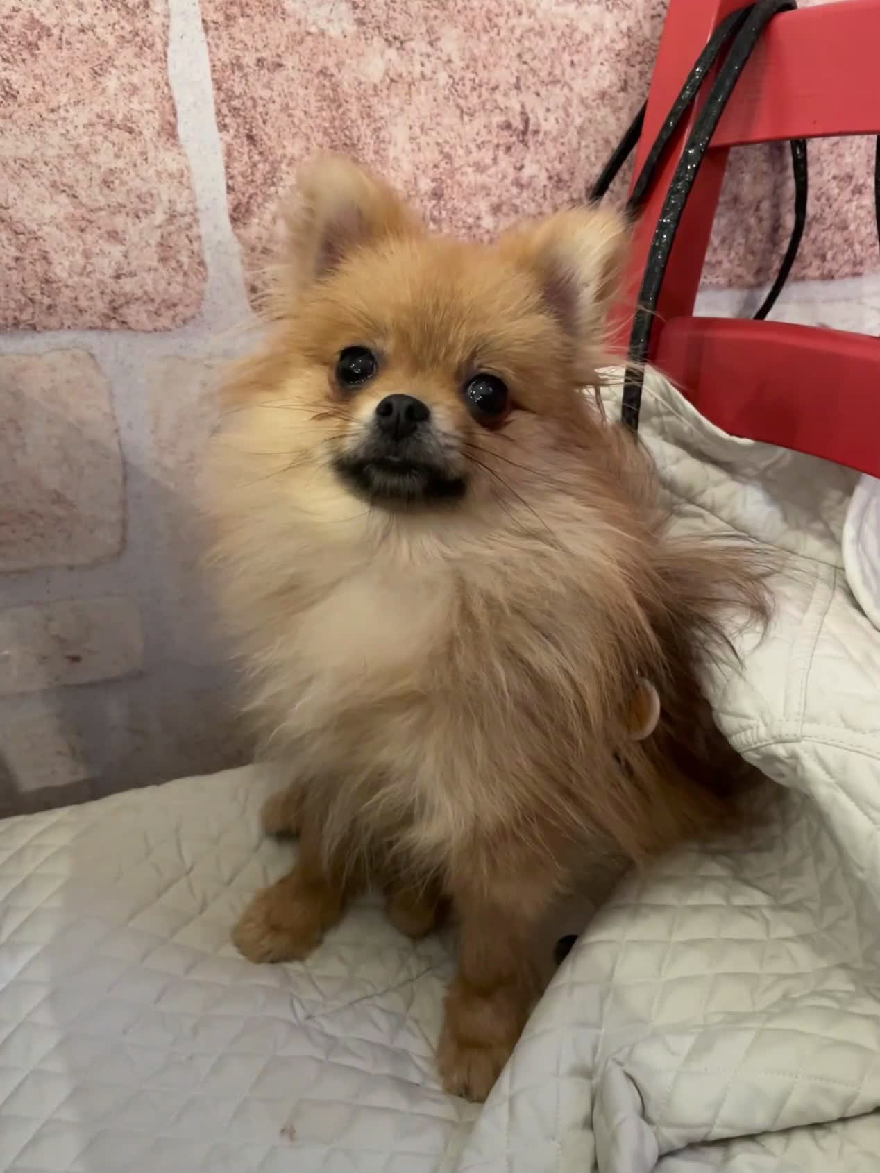 Volpino Pomerania cani in vendita: Spitz nano femmina - Video 1