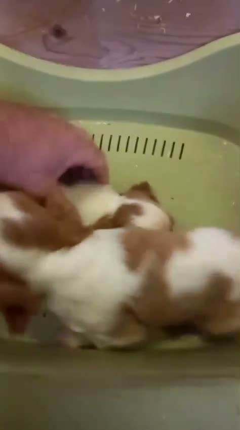 Cavalier King cani in vendita: Cavalier King  a Provincia di Pescara - Video 1