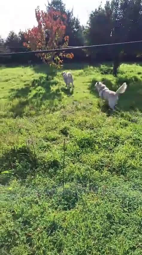 Meticcio cani in regalo: SHERLOCK 💙 - una nuvola bianca di dolcezza   - Video 3
