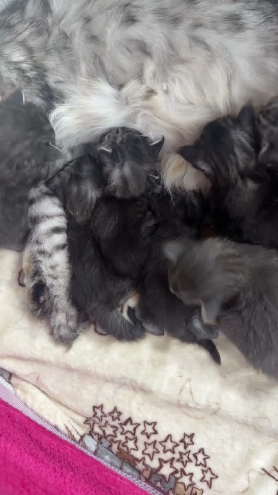 Maine Coon gatti in vendita: Dolcissimi cuccioli di Maine coon  - Video 1