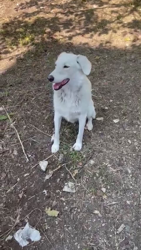 Meticcio cani in regalo: IL DOLCE CESARE - Video 1